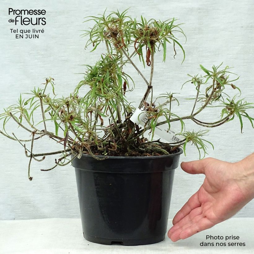 Spécimen de Rhododendron Linearifolium - Rhododendron nain Pot de 4L/5L tel que livré en été