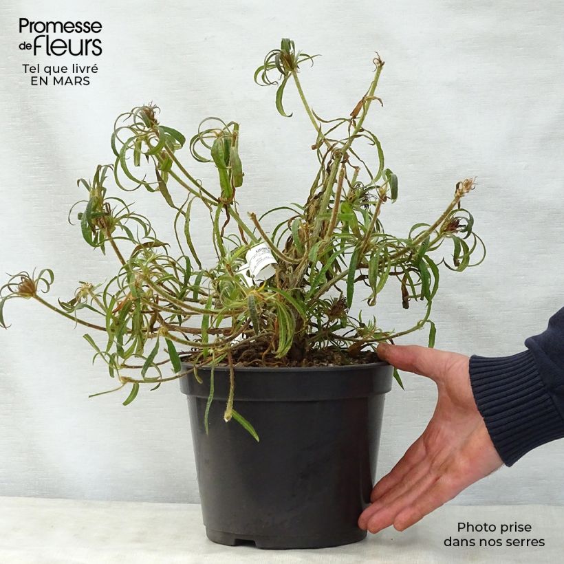 Spécimen de Rhododendron Linearifolium - Rhododendron nain Pot de 4L/5LHauteur livrée env. 30/40cm tel que livré au printemps