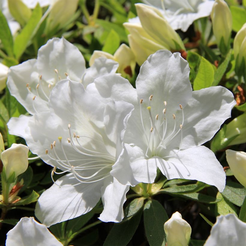Azalée du Japon Luzi - Rhododendron hybride (Floraison)