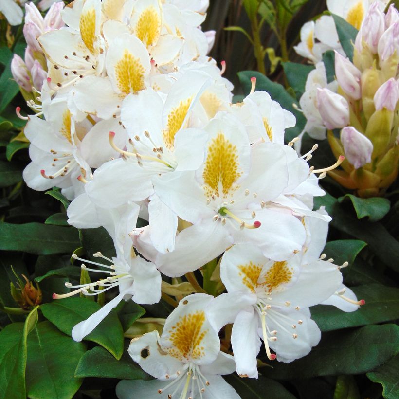 Rhododendron Madame Masson - Grand Rhododendron (Floraison)