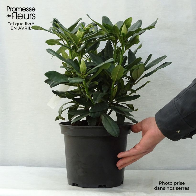 Spécimen de Rhododendron Madame Masson - Grand Rhododendron Pot de 4L/5L tel que livré au printemps