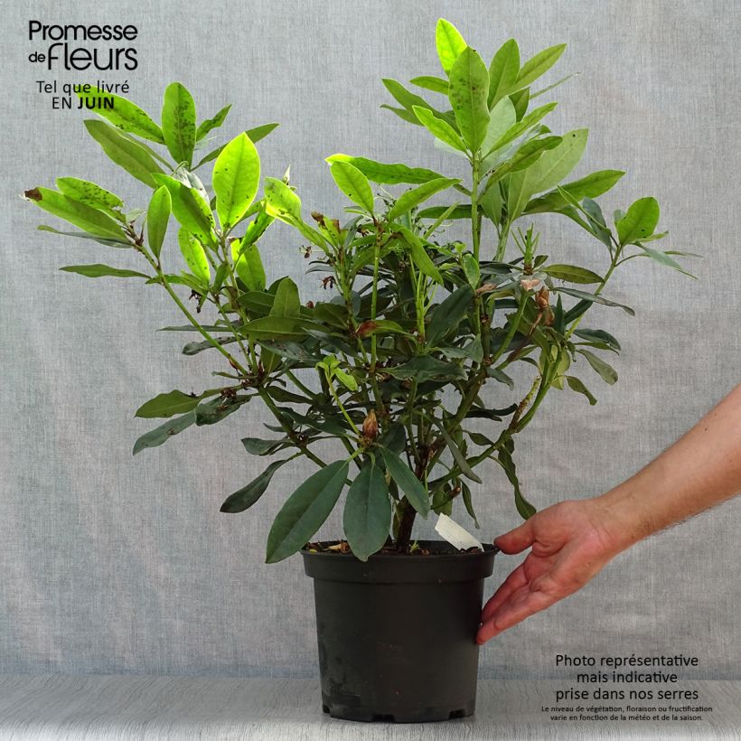 Spécimen de Rhododendron Madame Masson - Grand Rhododendron Pot de 4L/5L tel que livré en été