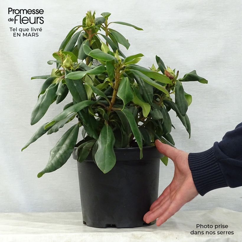 Spécimen de Rhododendron Marcel Ménard  Pot de 4L/5L tel que livré au printemps