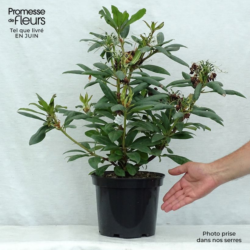 Spécimen de Rhododendron Marcel Ménard  Pot de 4L/5L tel que livré en été