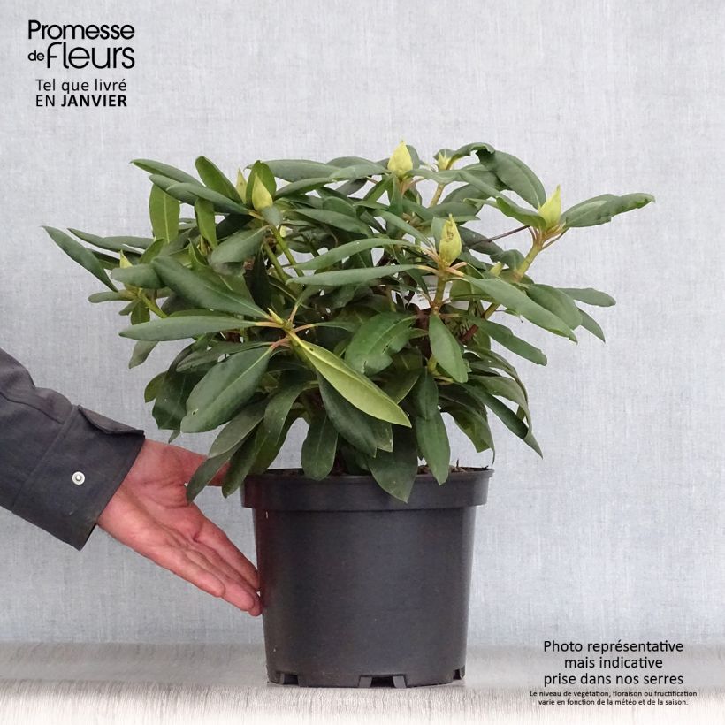 Spécimen de Rhododendron Marcel Ménard  tel que livré en hiver