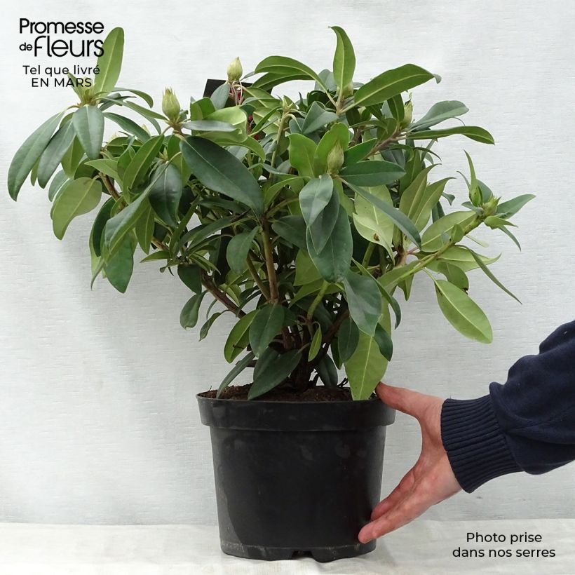 Spécimen de Rhododendron Marie Forte (Madame Fortier) - Grand Rhododendron Pot de 4L/5L tel que livré au printemps