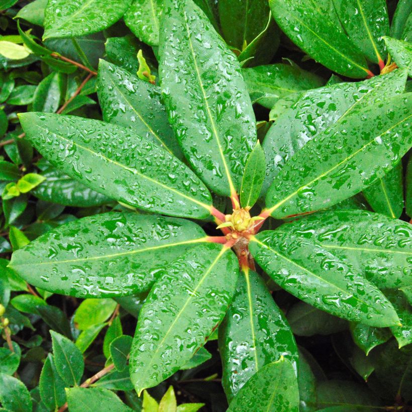 Rhododendron Melville - Grand Rhododendron (Feuillage)