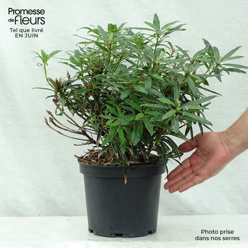 Spécimen de Rhododendron Melville - Grand Rhododendron Pot de 3L/4L tel que livré en été