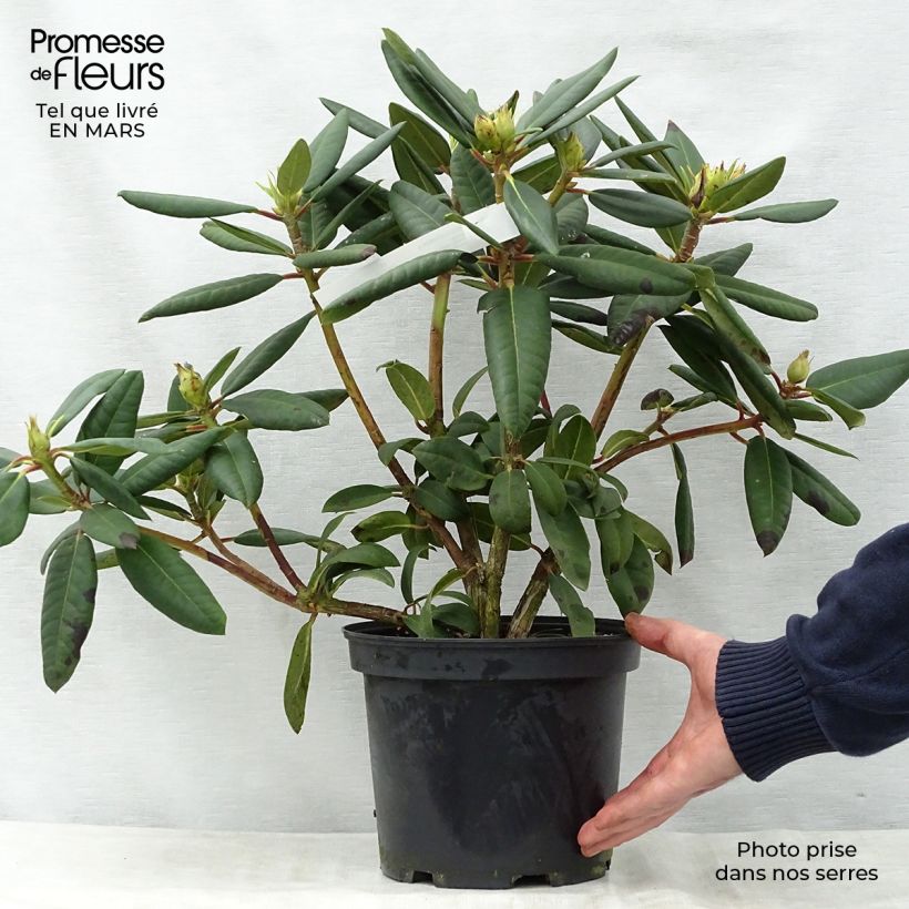 Spécimen de Rhododendron Melville - Grand Rhododendron Pot de 3L tel que livré au printemps