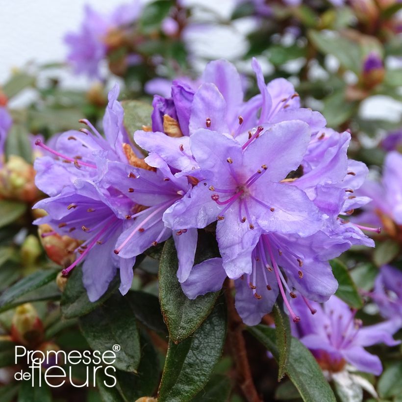 Rhododendron Moerheim - Rhododendron nain (Floraison)