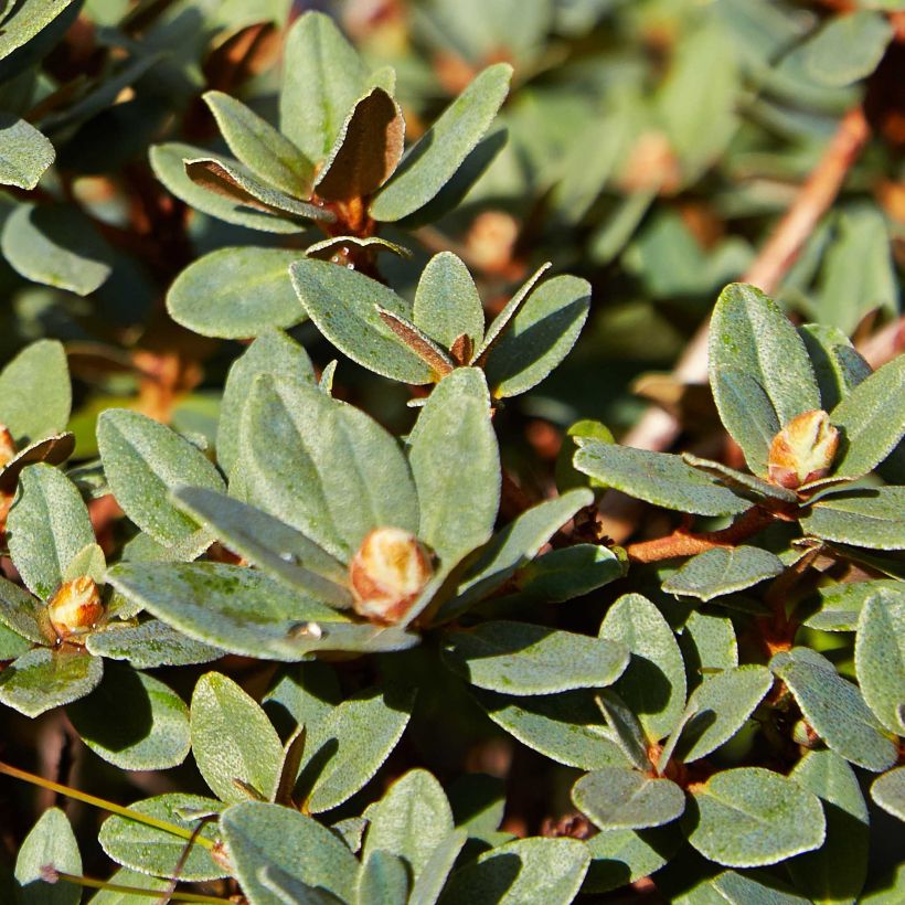 Rhododendron Moerheim - Rhododendron nain (Feuillage)