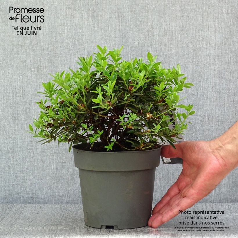Spécimen de Rhododendron Moerheim - Rhododendron nain Pot de 2L/3L tel que livré en été