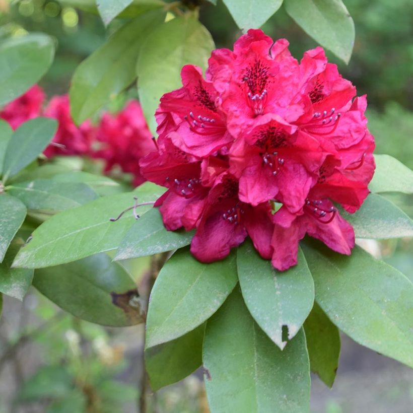 Rhododendron hybride Moser's Maroon (Feuillage)