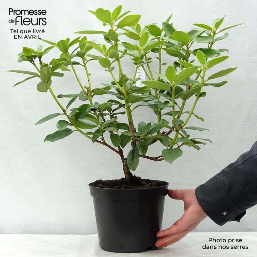 Spécimen de Rhododendron Mrs T.H. Lowinsky Pot de 4L/5LHauteur livrée env. 50/60cm tel que livré au printemps