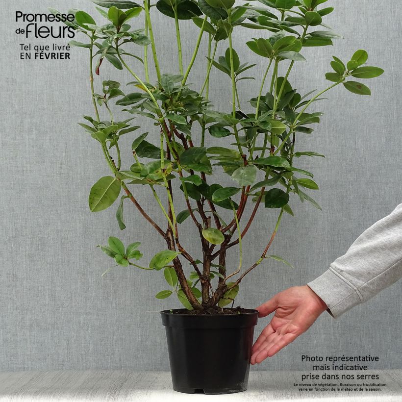 Spécimen de Rhododendron Mrs T.H. Lowinsky Pot de 4L/5L tel que livré en automne