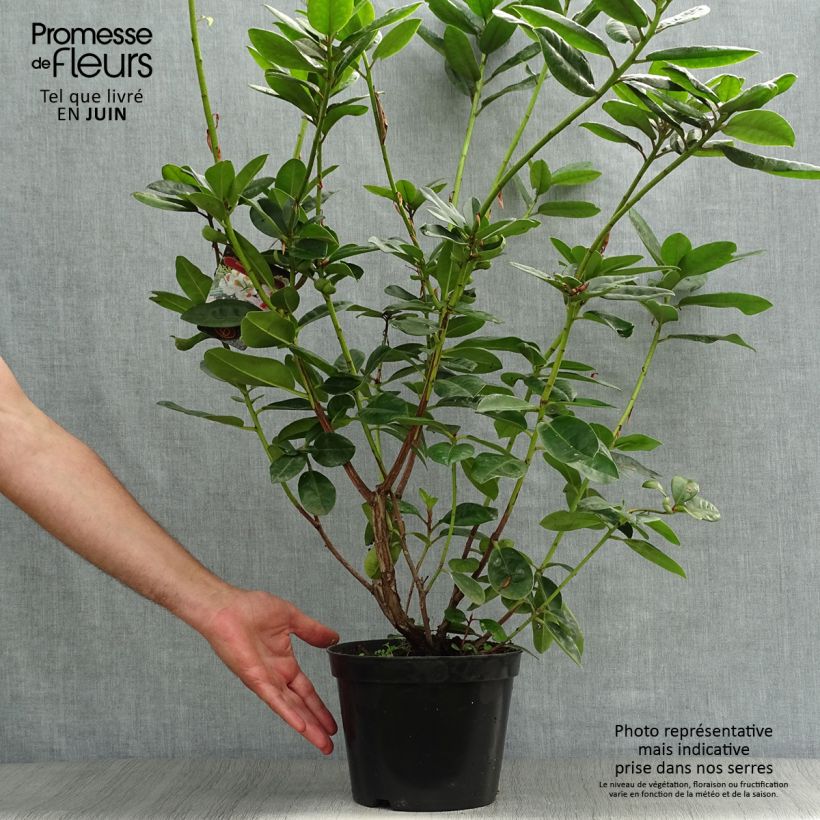 Spécimen de Rhododendron Mrs T.H. Lowinsky Pot de 4L/5L tel que livré en été