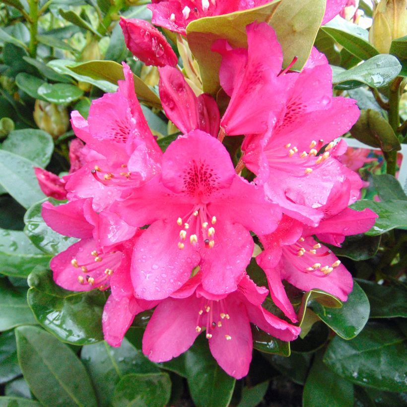 Rhododendron Nova Zembla - Grand Rhododendron (Floraison)