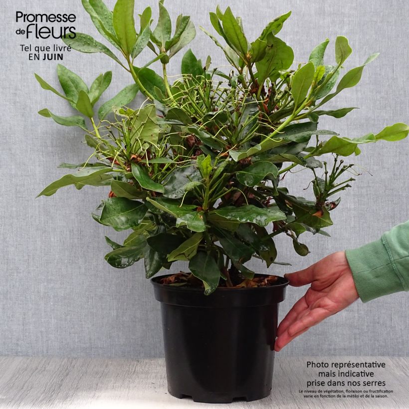 Spécimen de Rhododendron Nova Zembla - Grand Rhododendron Pot de 4L/5L tel que livré en été
