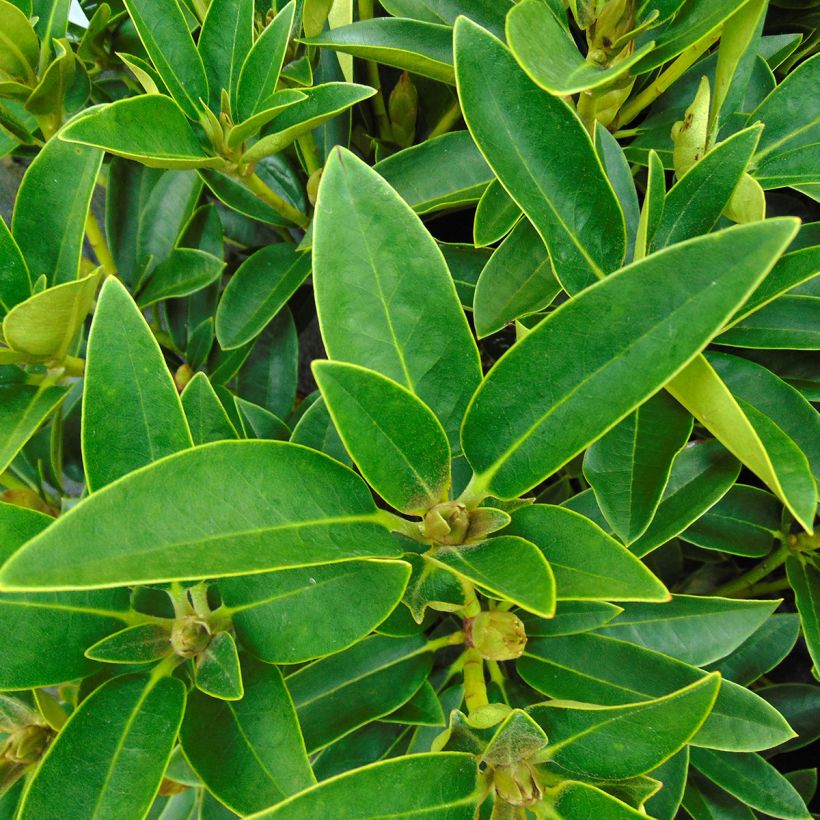 Rhododendron Olga - Grand Rhododendron (Feuillage)