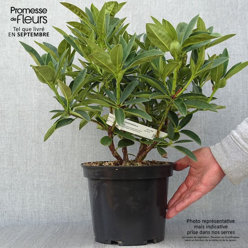 Spécimen de Rhododendron Olga - Grand Rhododendron Pot de 4L/5L tel que livré en automne
