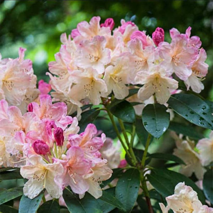 Rhododendron Percy Wiseman - Rhododendron nain  (Floraison)