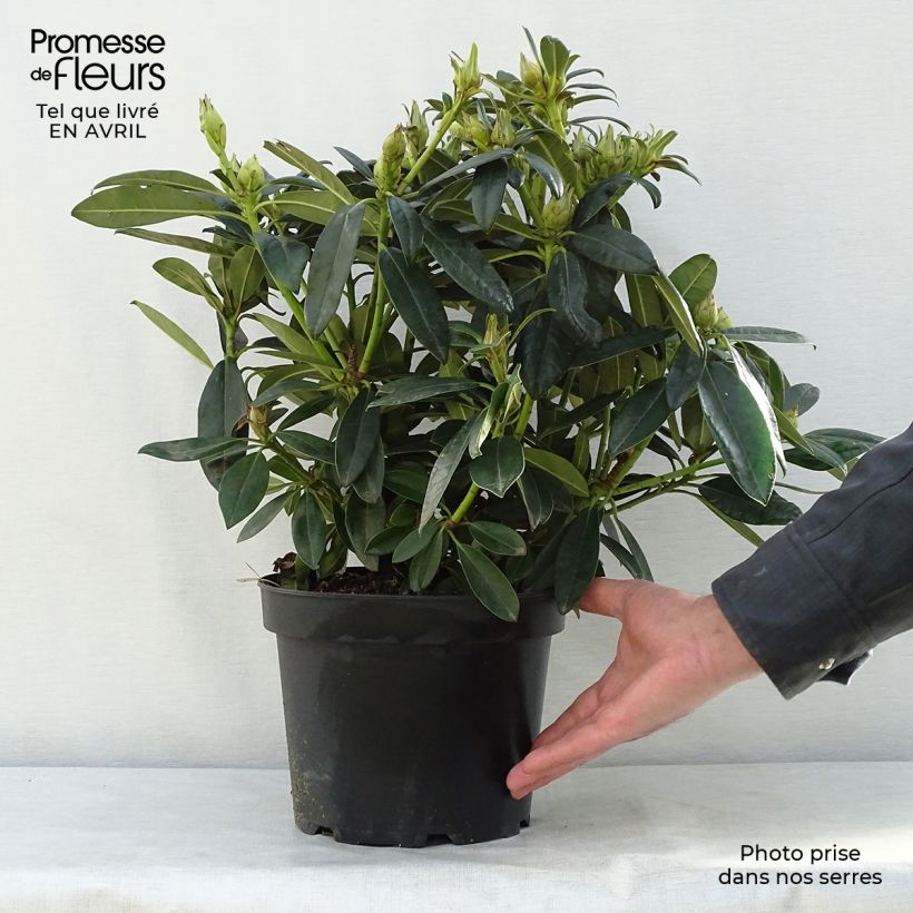 Spécimen de Rhododendron Percy Wiseman - Rhododendron nain  Pot de 3L/4L tel que livré au printemps