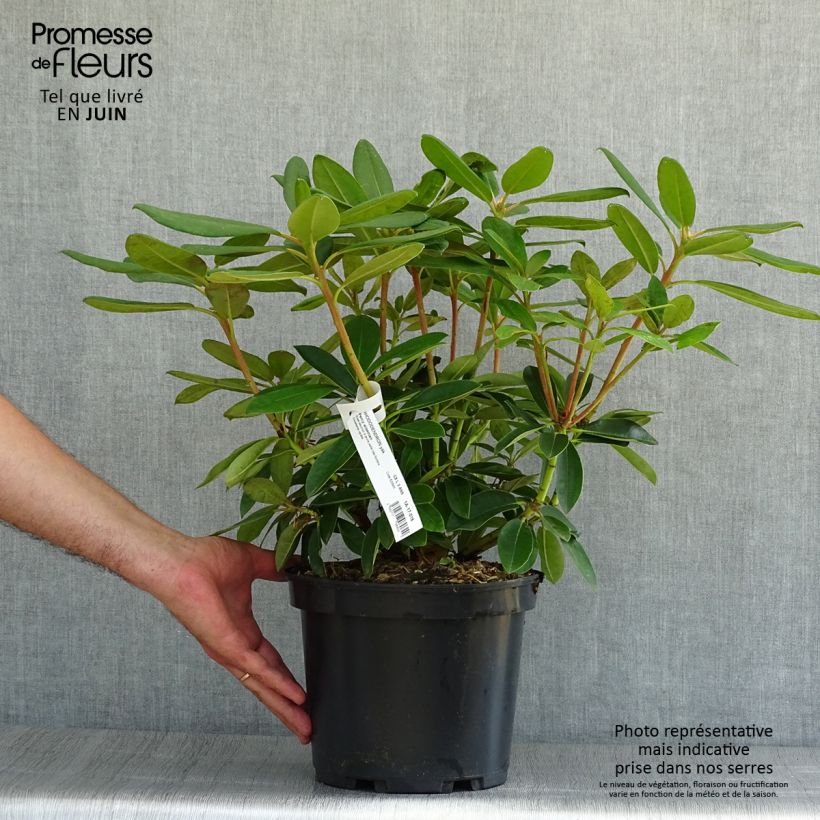 Spécimen de Rhododendron Percy Wiseman - Rhododendron nain  Pot de 3L/4L tel que livré en été