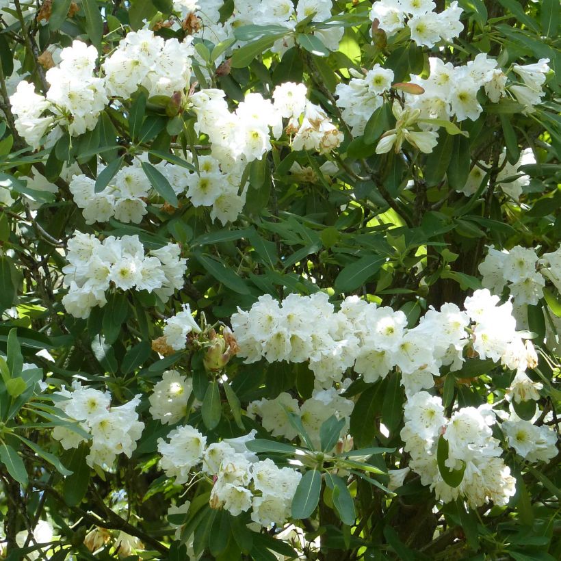 Rhododendron Polar Bear (Floraison)