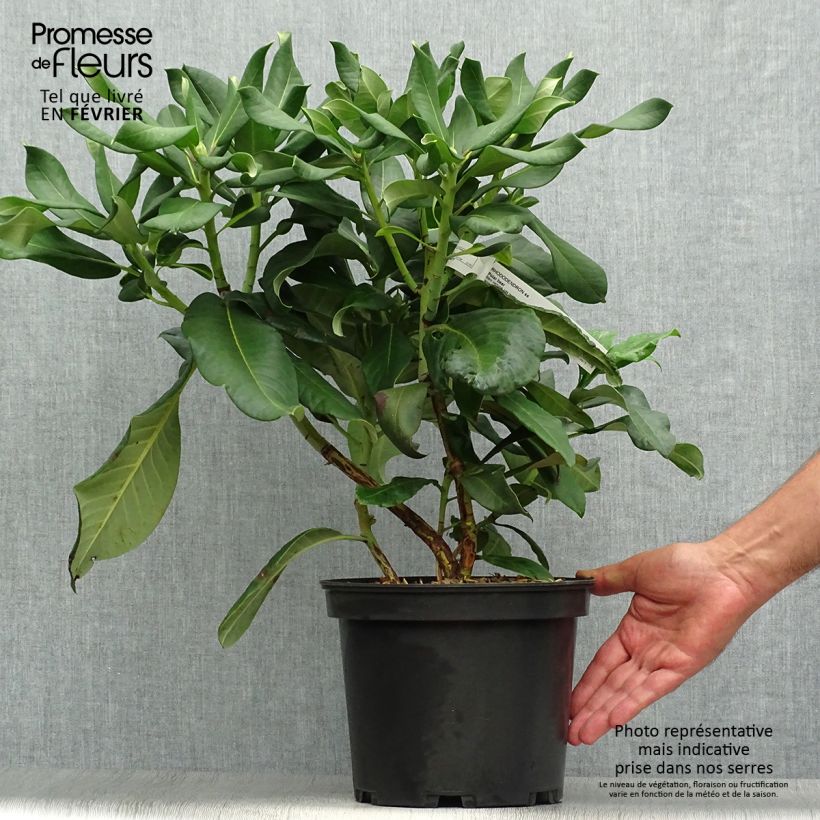 Spécimen de Rhododendron Polar Bear Pot de 4L/5L tel que livré en automne