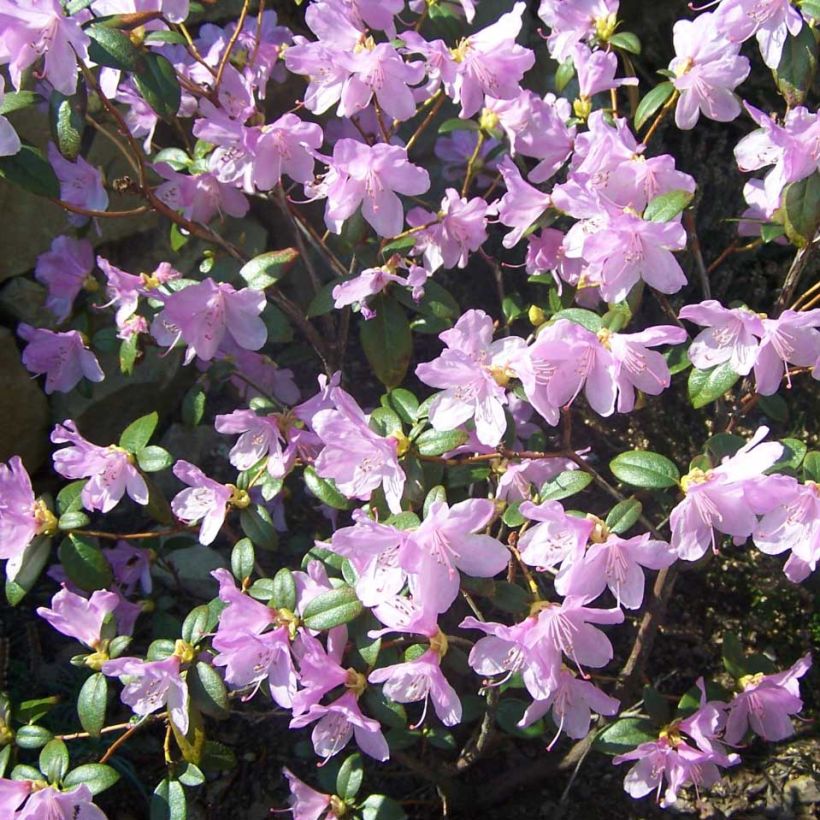 Rhododendron Praecox - Rhododendron nain (Floraison)