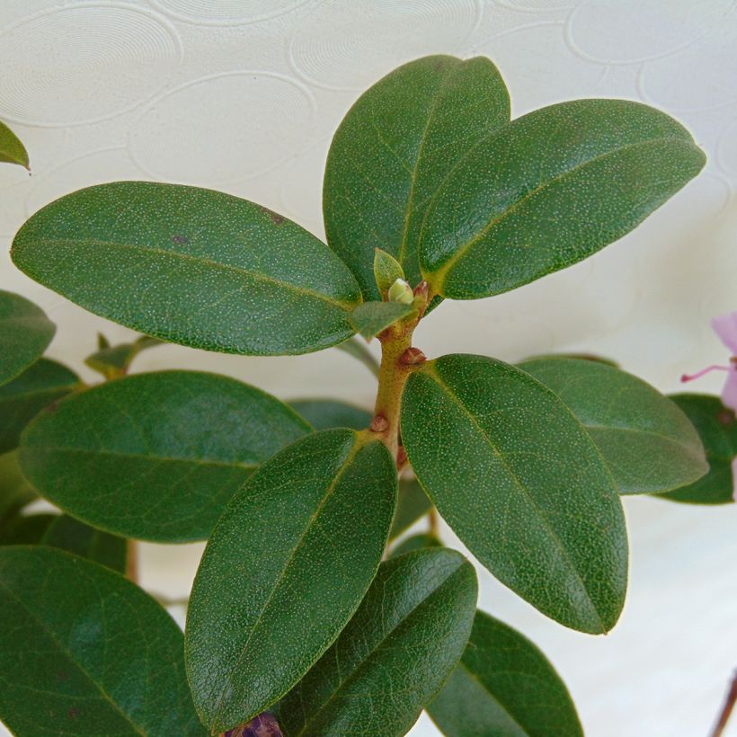 Rhododendron Praecox - Rhododendron nain (Feuillage)