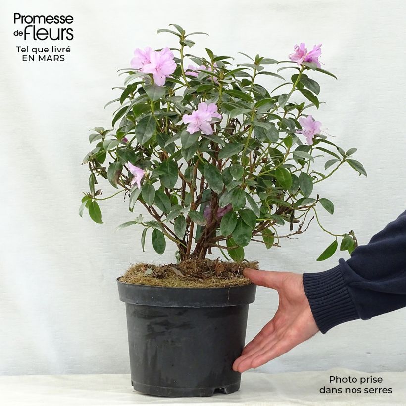 Spécimen de Rhododendron Praecox - Rhododendron nain tel que livré au printemps