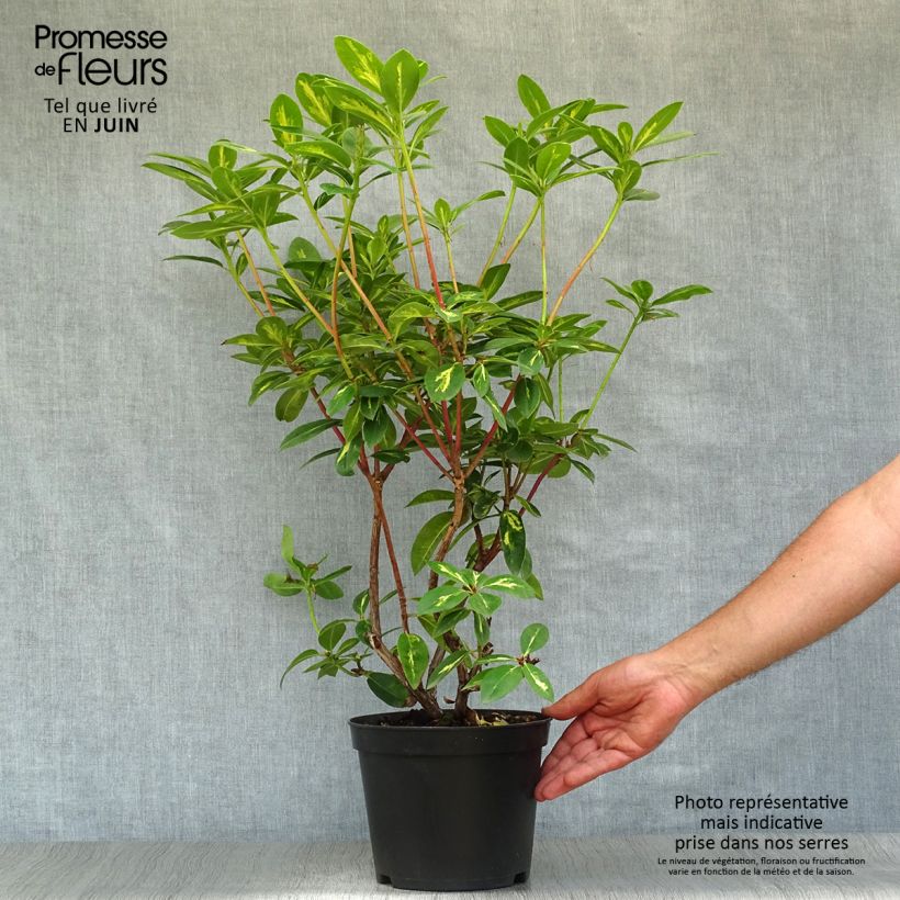 Spécimen de Rhododendron Président Roosevelt - Grand Rhododendron Pot de 4L/5L tel que livré en été