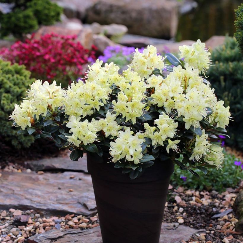 Rhododendron Princess Anne - Rhododendron nain (Port)