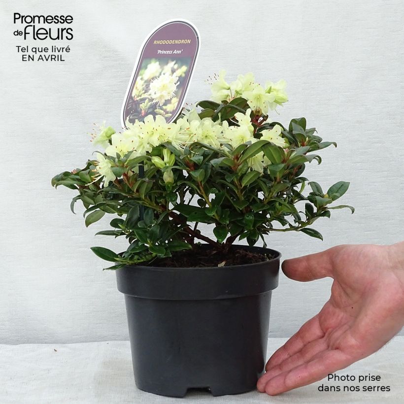 Spécimen de Rhododendron Princess Anne - Rhododendron nain Pot de 2L tel que livré au printemps