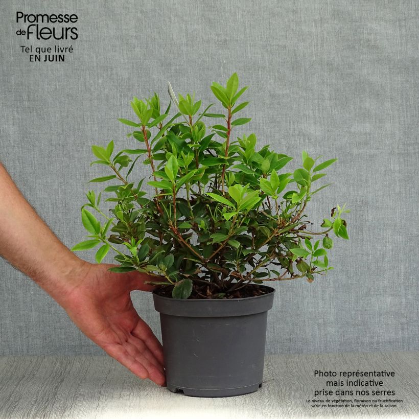 Spécimen de Rhododendron Princess Anne - Rhododendron nain Pot de 2L/3L tel que livré en été