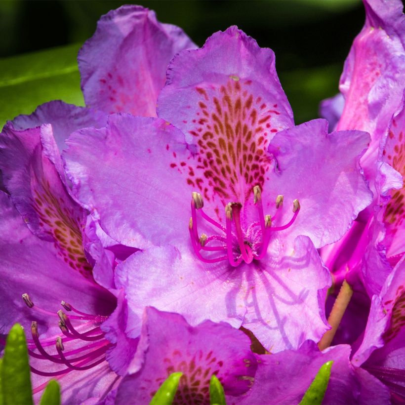 Rhododendron Red Eye (Floraison)