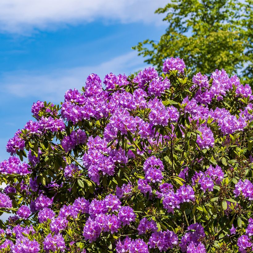 Rhododendron Red Eye (Port)