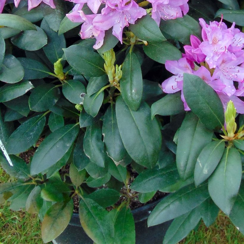 Rhododendron Roseum Elegans - Grand rhododendron (Feuillage)