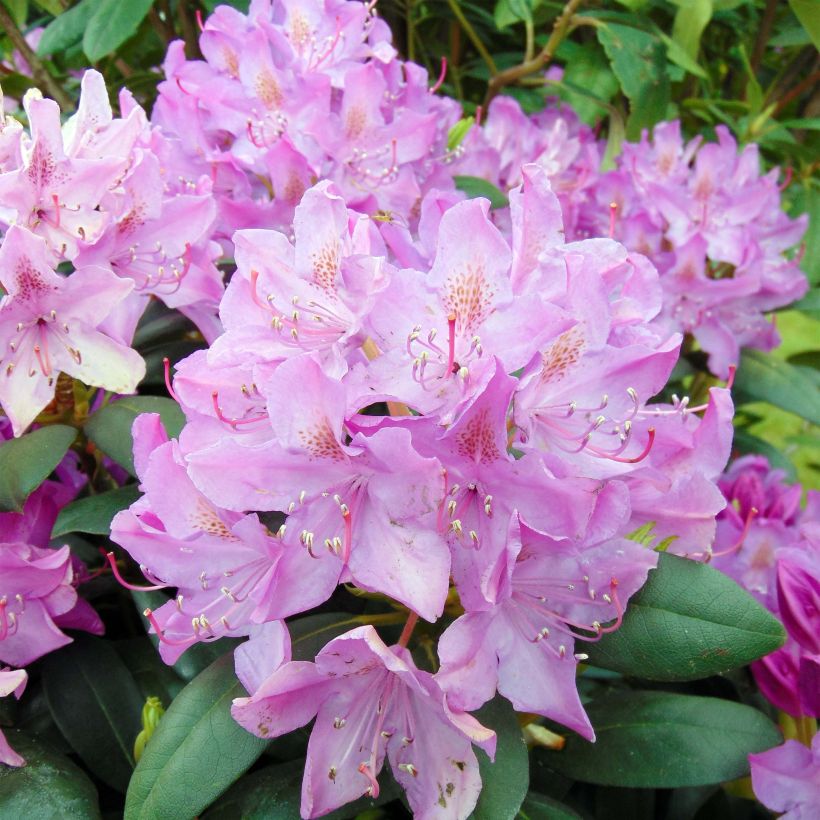 Rhododendron Roseum Elegans - Grand rhododendron. (Floraison)