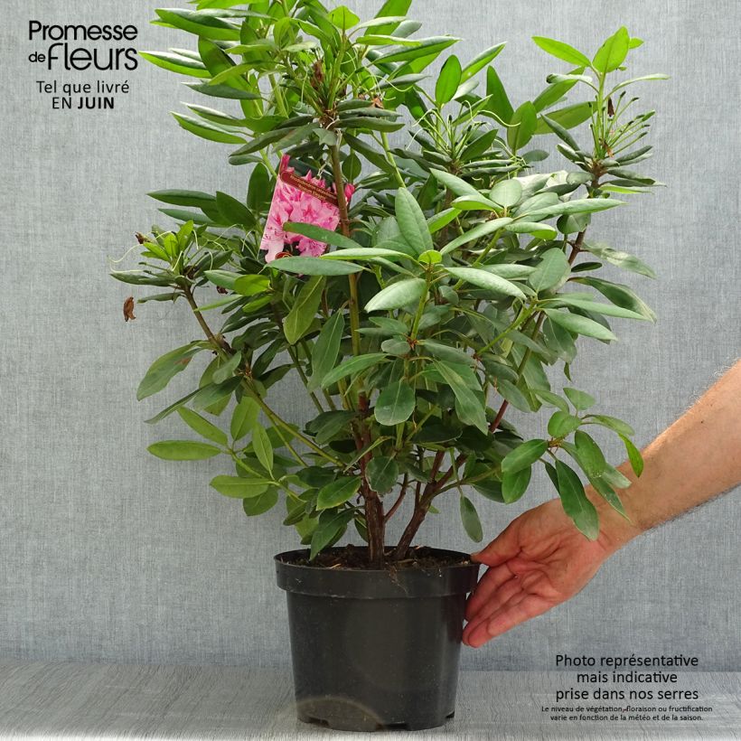 Spécimen de Rhododendron Roseum Elegans - Grand rhododendron Pot de 4L/5L tel que livré en été
