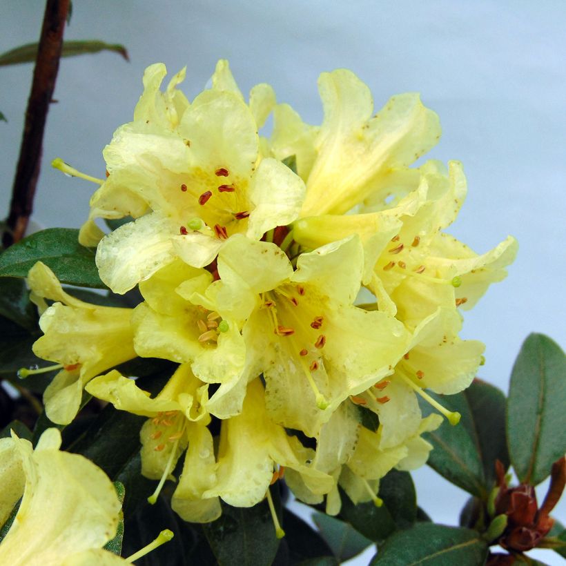 Rhododendron Saffron Queen - Rhododendron nain (Floraison)