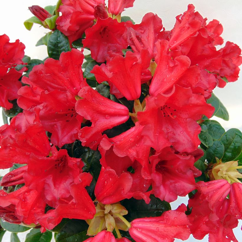 Rhododendron Scarlet Wonder - Rhododendron nain. (Floraison)