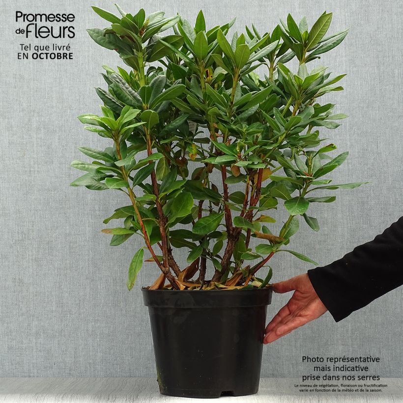 Spécimen de Rhododendron Scarlet Wonder - Rhododendron nain. Pot de 2L/3L tel que livré en automne