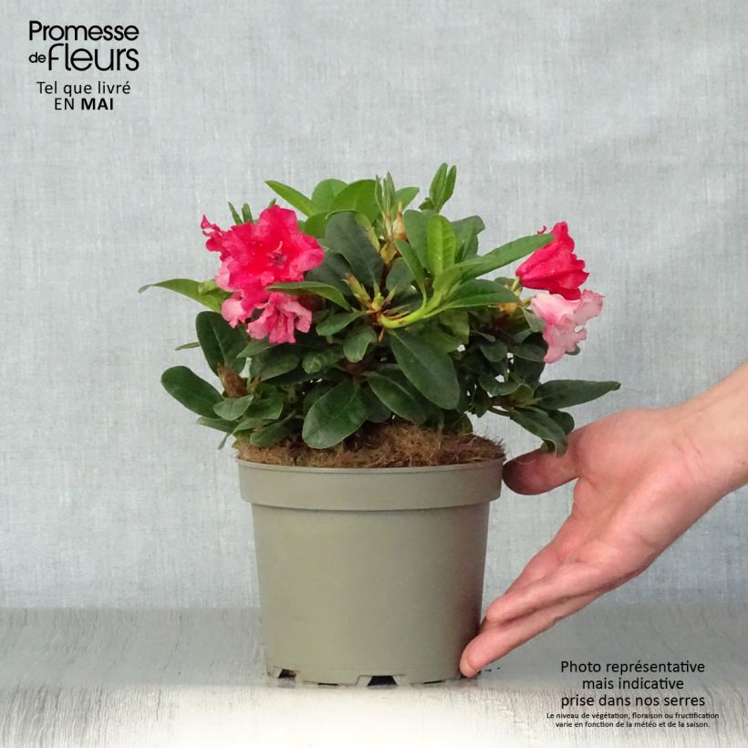 Spécimen de Rhododendron Scarlet Wonder - Rhododendron nain. Pot de 2L/3L tel que livré au printemps