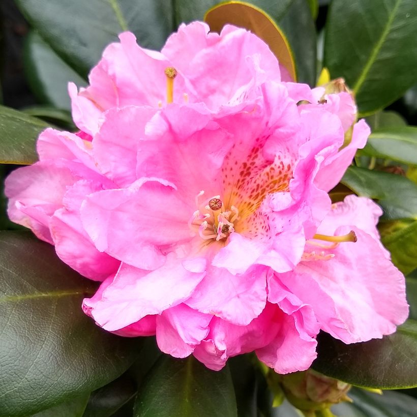 Rhododendron Scintillation (Floraison)