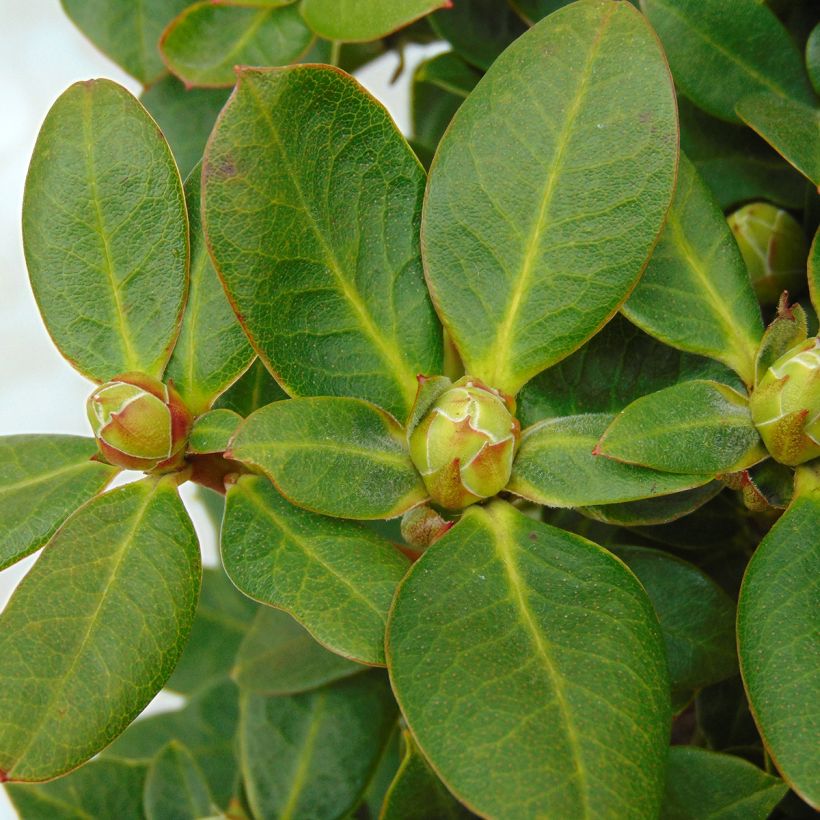 Rhododendron Shamrock - Rhododendron nain (Feuillage)