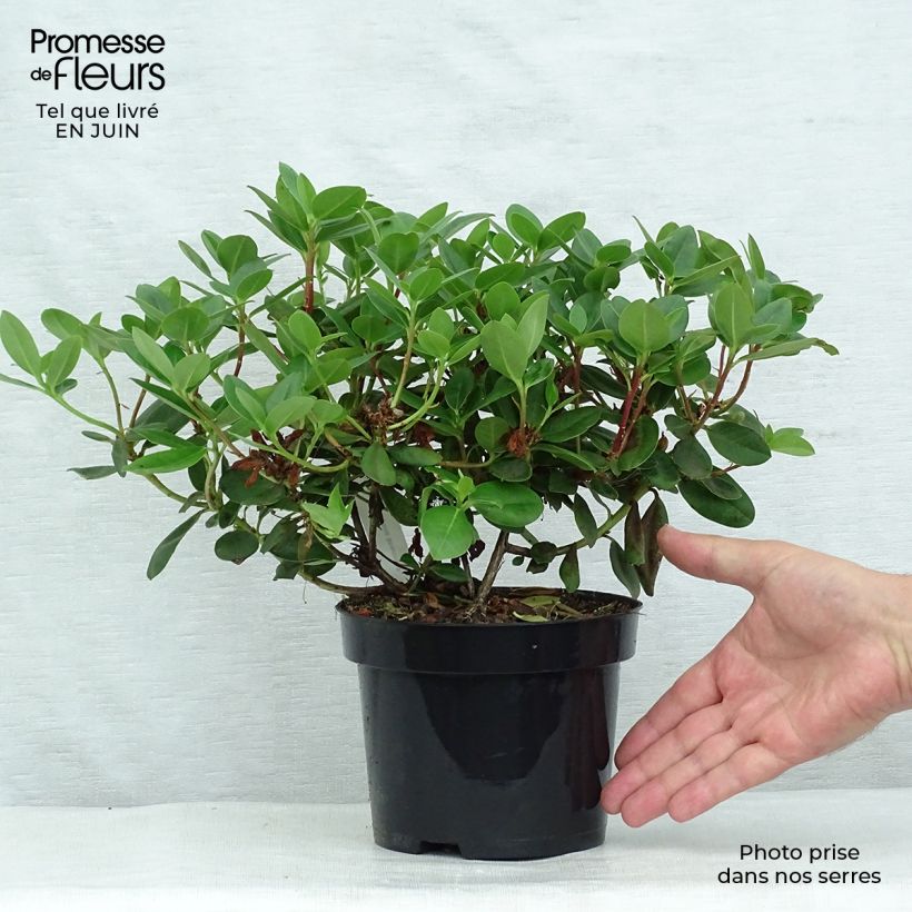 Spécimen de Rhododendron Shamrock - Rhododendron nain Pot de 2L/3L tel que livré en été