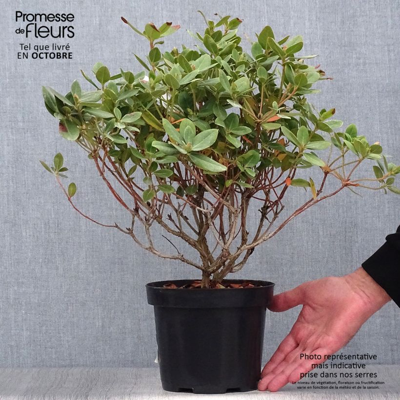 Spécimen de Rhododendron Shamrock - Rhododendron nain Pot de 2L/3L tel que livré en automne
