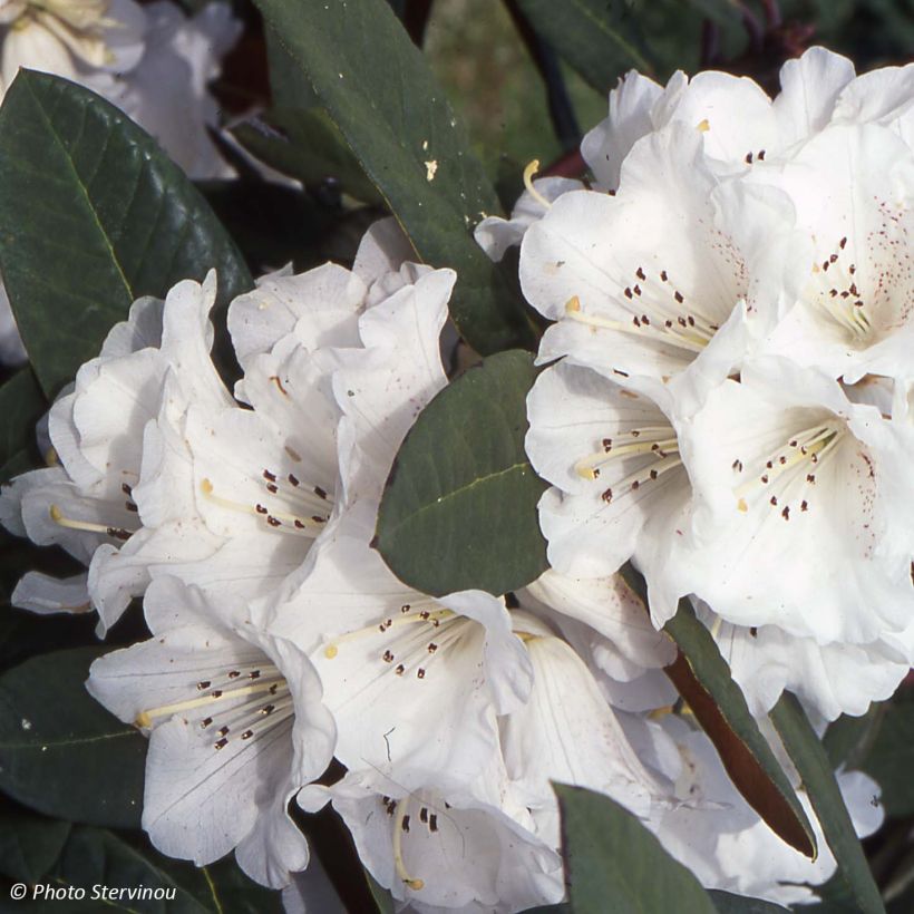 Rhododendron Sir Charles Lemon - Grand rhododendron. (Floraison)